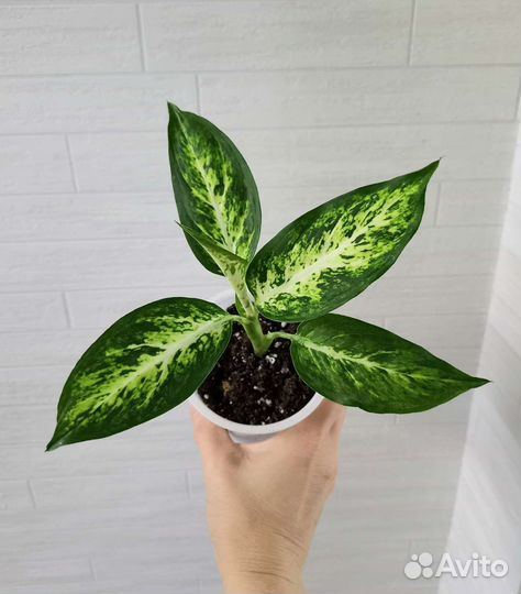 Диффенбахия Amy