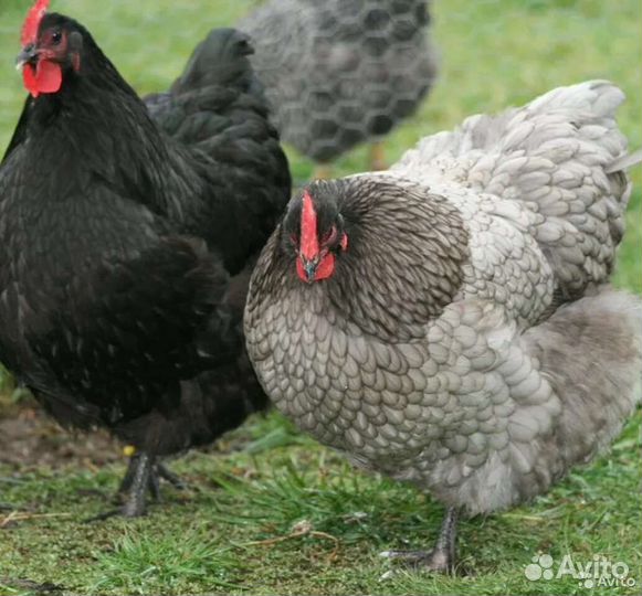 Ломан Браун,Доминант,Супер Ник молодки