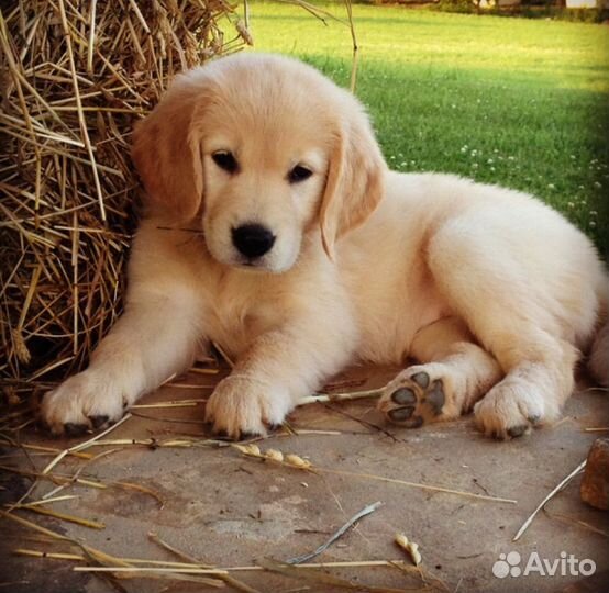 Щенки Золотистого Ретривера