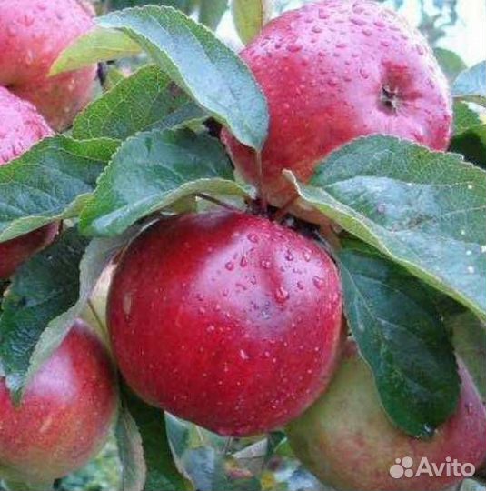 Саженцы яблони Антей