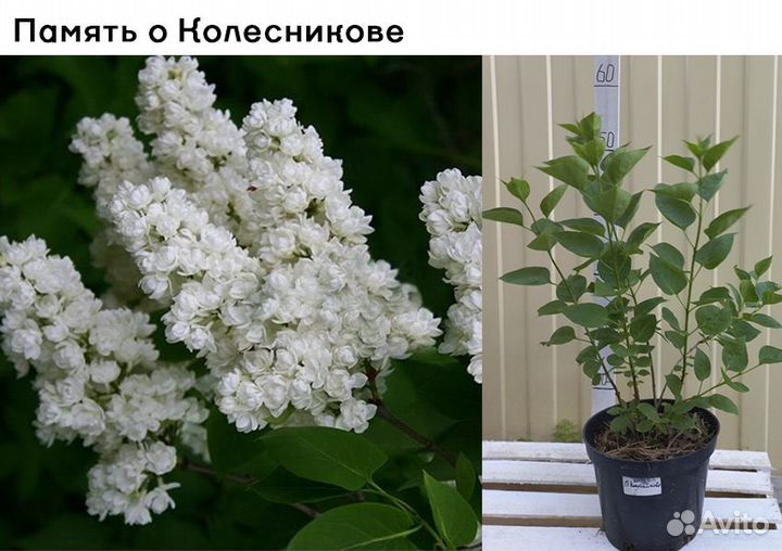 Сирень разные сорта. Возможен опт