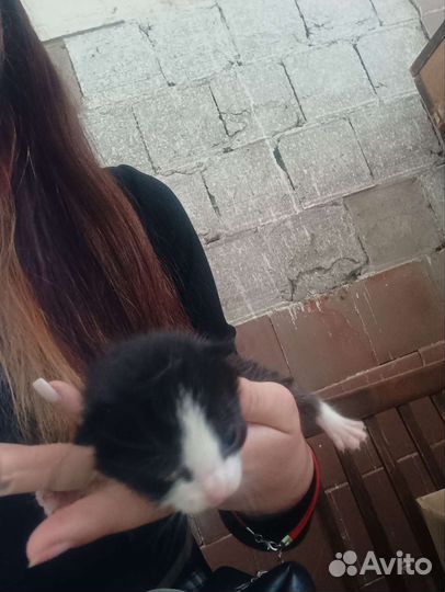 Котята мальчики на бронь