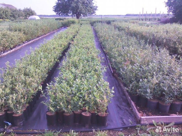 Саженцы голубики 