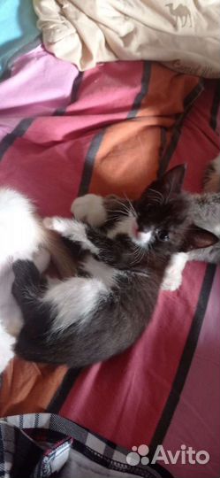 Котята