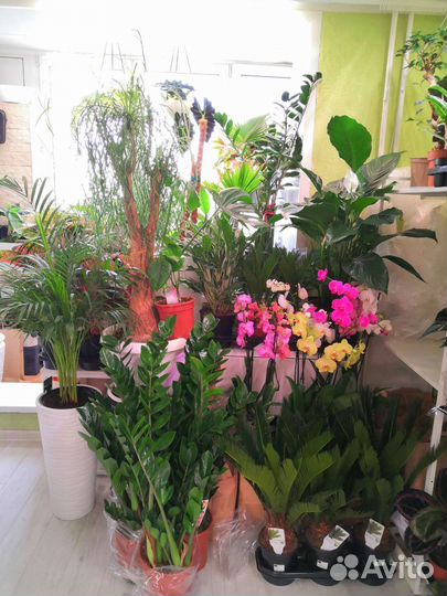 Комнатные цветы растения озеленение