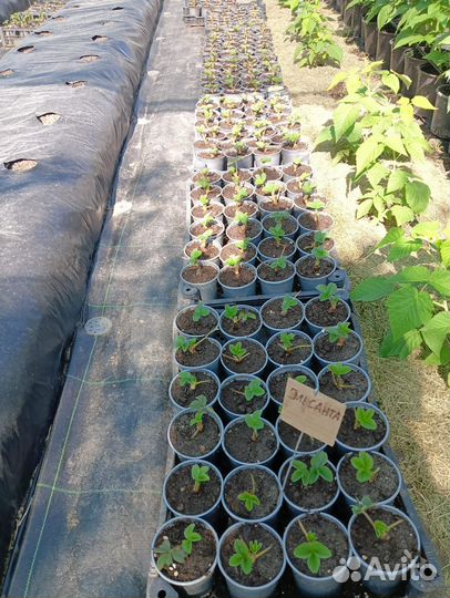 Рассада клубники фриго