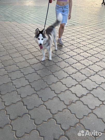Хаски в добрые руки
