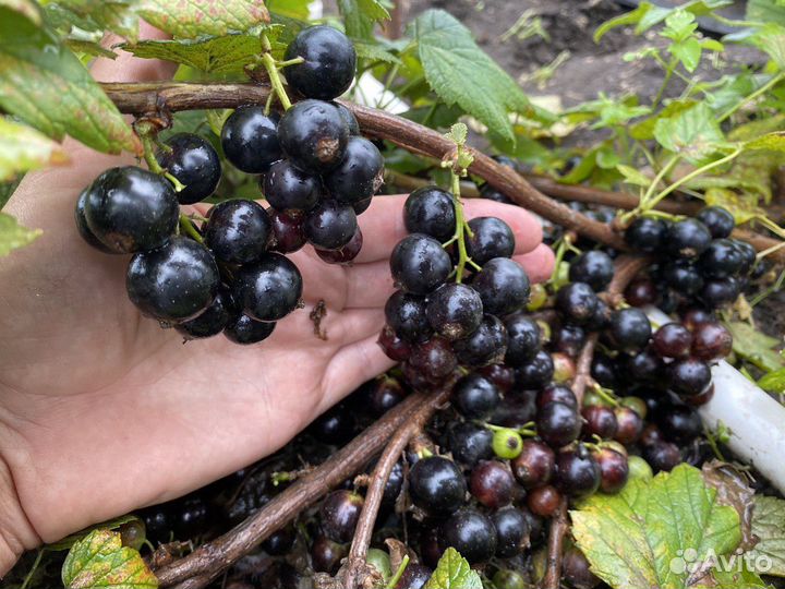 Смородина крупная сладкая морозостойкая черная