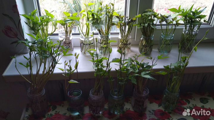 Батат черенки