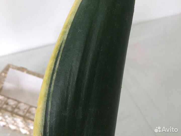 Сансевиерия Блэк голд, Ложки мини, Футура Суперба