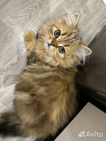 Кошки бесплатно