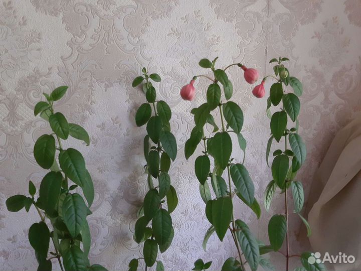 Фуксия