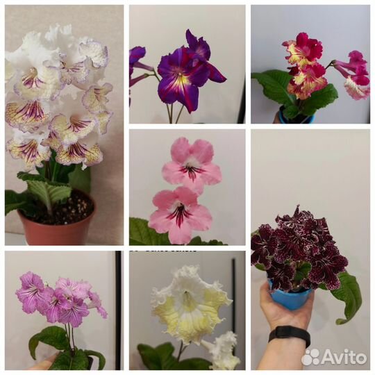 Стрептокарпусы