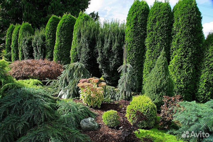 Туя брабант