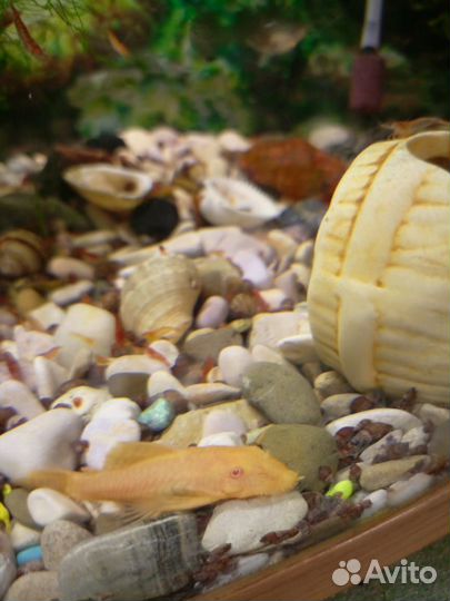 Сомики и креветки