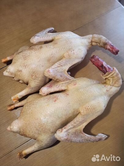 Продам мясо гуся