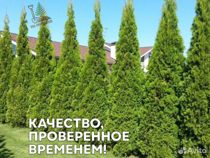 Туя с наших полей