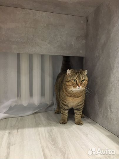 Шотландец вислоухий кот