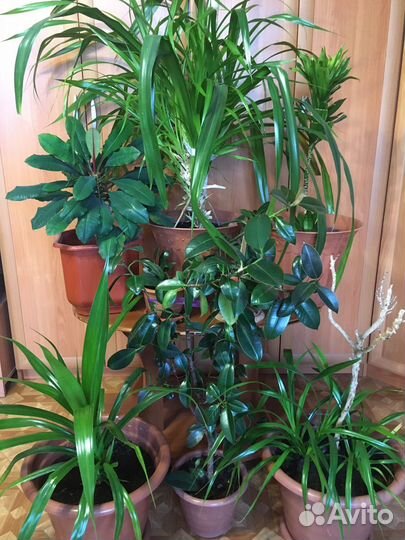 Цветы домашние разные