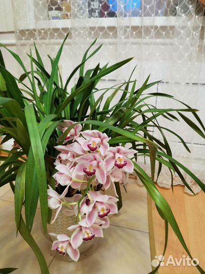 Орхидея цимбидиум