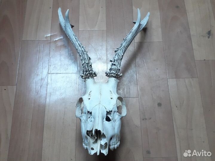 Череп косули