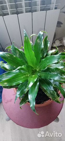 Драцена душистая