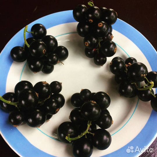 Чёрная смородина, саженцы