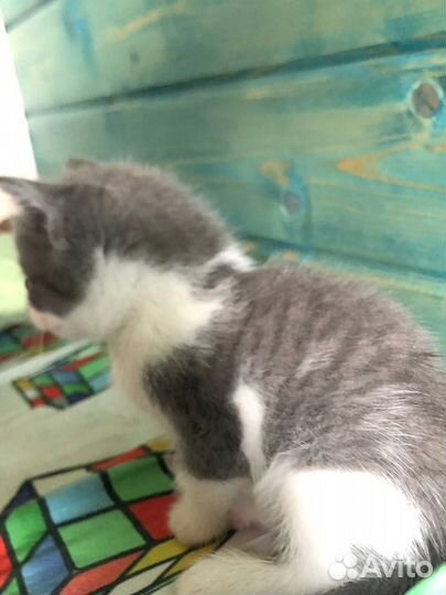 Отдам в добрые руки котенка девочку