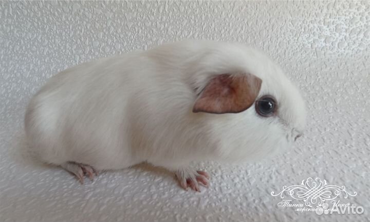 Морская свинка. Кали. и Селф - малыши