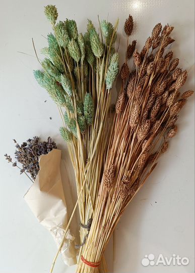 Сухоцветы