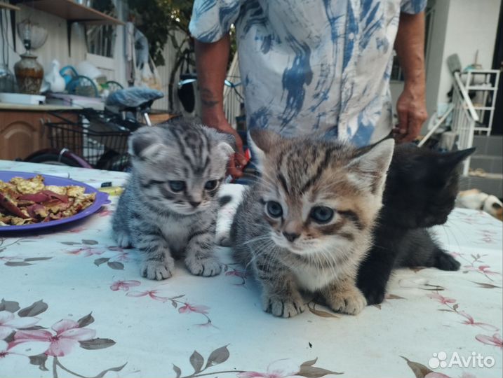 Шотландские вислоухие