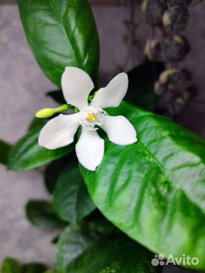 Райтия антидизинтерика