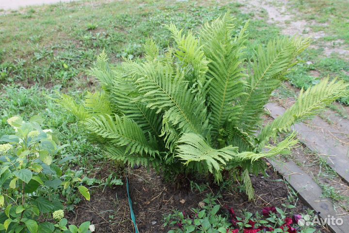 Продаются саженцы пальмы 