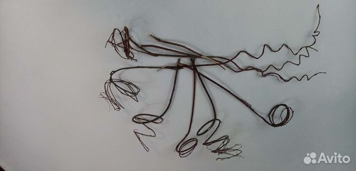 Сухоцвет, декор для фото