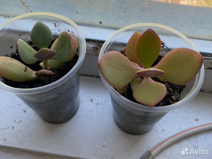 Хавортия, кактус, толстянка,алоэ, каланхоэ, хлороф