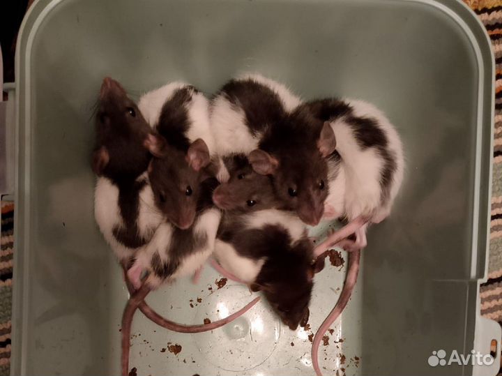 Крыса дамбо