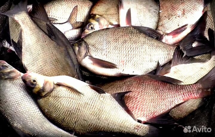 Лещ свежий в наличии