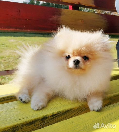 Супер микро-шпиц