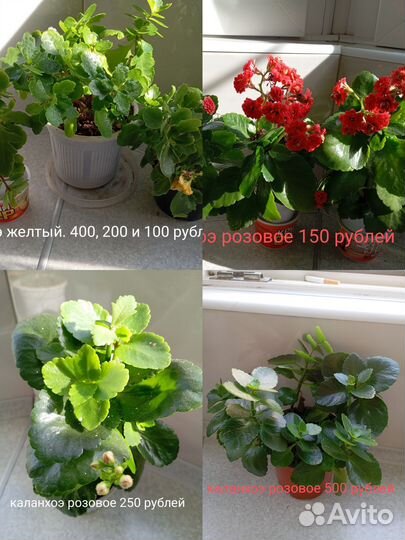 Комнатные цветы