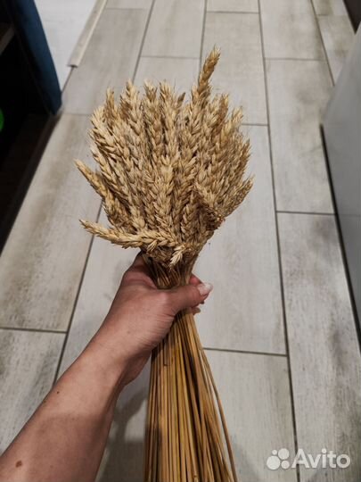 Сухоцветы пшеница