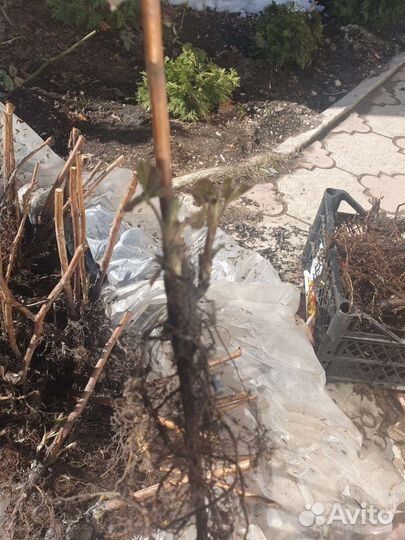 Саженцы малина сорт Таганка