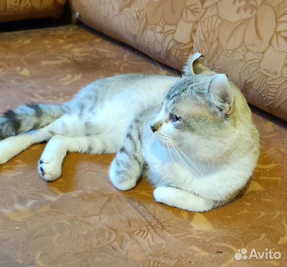 Американский кёрл вязка