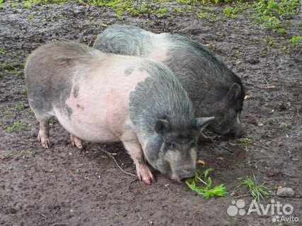 Вьетнамские вислобрюхие поросята