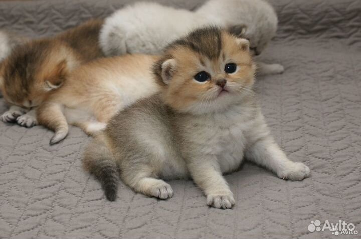 Клубные британские котята золотая шиншилла