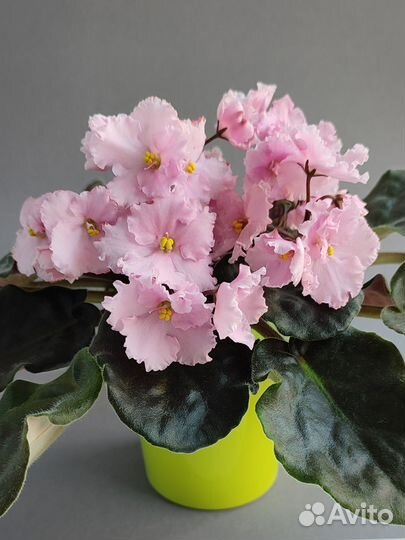 Детки фиалок (сорта в описании)