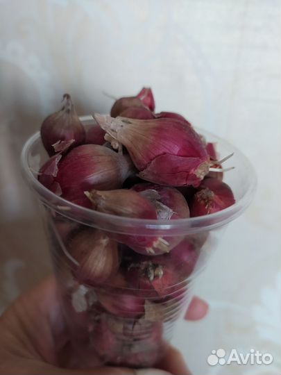 Бульбочки лука многоярусного