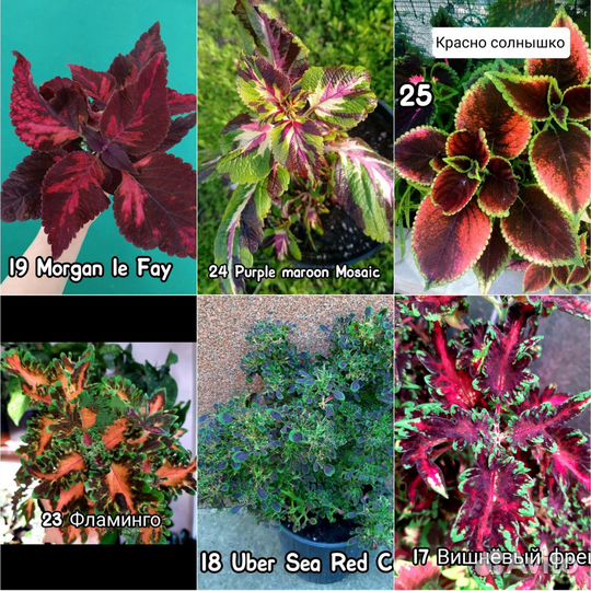 Вегетативные сортовые Колеусы