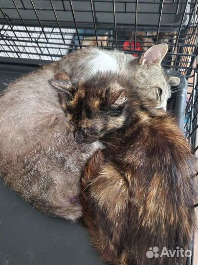 Котики с сво ищут дом