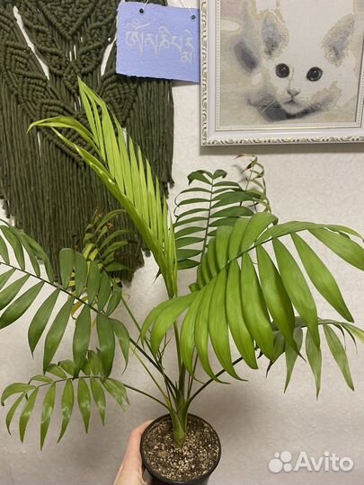 Комнатные цветы пилея