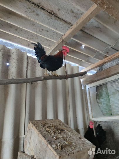 Петушки карликовые